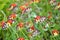 Kidney vetch plant blooming in spring in a garden in Nijmegen the Netherlands