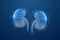 Kidneys 3d symbol in blue low poly style. Urinary, human transplantation design concept illustration. Internal organ
