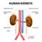 Kidneys, adrenal glands, aorta and vena cava. Human anatomy