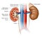 Kidneys anatomy, medically illustration, labeled