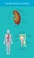 The kidneys are bean-shaped organs. Structures. Illustration