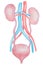 Kidneys And Bladder, Human Internal Organ Diagram stock illustration