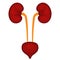 Kidneys and bladder, vector