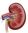 Kidneys blood supply