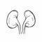 Kidneys hand drawn outline doodle icon. Kidney transplant and kidney dialysis concept vector sketch illustration for print, web,