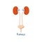 Kidneys Healthy Human Internal Organ Vector Illustration