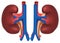 Kidneys of healthy person. Internal organs