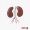 Kidneys. Human internal organ realistic isolated