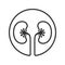 Kidneys human organ graphic icon