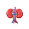 Kidneys, human organ, isolated healthy right and left kidneys with artery and vein