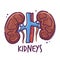 Kidneys. Humans and animals internal organs. Medical theme for posters, leaflets, books, stickers. Human organ anatomy