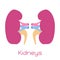 Kidneys illustration in flat style. Viscera icon, internal organ