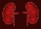 Kidneys internal organ men 3d low poly geometric model. Urology system medicine treatment. Future science technology