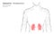 Kidneys internal organ men silhouette 3d low poly geometric model. Urology system medicine treatment. Future science