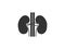 Kidneys, medical, organ icon. Vector illustration, flat design