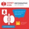 Kidneys organ illustration infographic icon simple vector concept