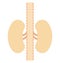 kidneys, organ, Isolated Vector icon that can be easily modified or edit