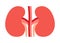Kidneys pair organ with ureter. Kidney healthcare, urology and nephrology. Vector illustration