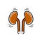 Kidneys vector icon.