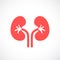 Kidneys vector icon