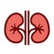 Kidneys vector icon