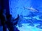 Kids admiring large aquarium with sharks and exotic fish