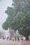 Kids catching falling mangoes from mango tree during a storm