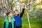 Kids on Easter egg hunt in blooming spring garden. Children searching for colorful eggs on blooming tree. Toddler boy and his