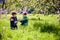 Kids on Easter egg hunt in blooming spring garden. Children searching for colorful eggs in flower meadow. Toddler boy and his