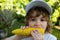 Kids eating corn. Autumn lifestyle. Homegrown organic food. Vegan children nutrition, Fresh organic corn.