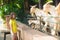 Kids feed animals at petting zoo