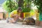 Kids feed animals at petting zoo