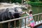 Kids feed elephant in zoo. Family at animal park.