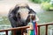 Kids feed elephant in zoo. Family at animal park