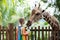 Kids feed giraffe at zoo. Children at safari park.