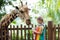 Kids feed giraffe at zoo. Children at safari park.