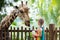 Kids feed giraffe at zoo. Children at safari park