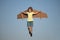 Kids fly. Funny child boy pilot flying with toy cardboard airplane wings on blue sky, copy space. Start up freedom