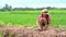 Kids girl planting tree on soil on green rice field background