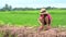 Kids girl planting tree on soil on green rice field background