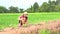 Kids girl planting tree on soil on green rice field background