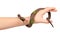 Kids hand with fake snake toy, rubber animal for game