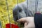 Kids hand playing with a rabbit at a pet expo