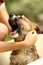 Kids hand wasing puppy in bathtub close up photo