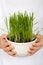 Kids hands holding grass growing in a bowl