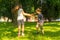 Kids having fun in the park, spin and play