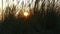 Kids legs running in front of Sunset Silhouettes of dune grass