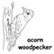 Kids line illustration coloring acorn woodpecker. animal outline