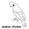 Kids line illustration coloring andean chicken. outline vector for children. cute cartoon characters