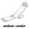 Kids line illustration coloring andean condor. animal are just lines